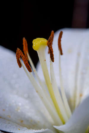 White lilium lily flowers, symbol of love and innocence close upの写真素材