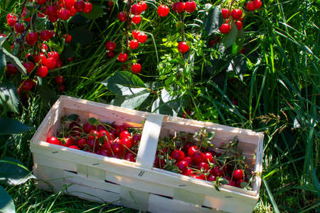 New harvest of Prunus cerasus sour cherry, tart or dwarf cherry in, sunny garden with cherry treesの写真素材