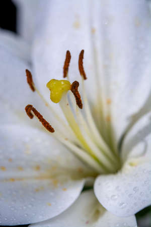 White lilium lily flowers, symbol of love and innocence close upの写真素材