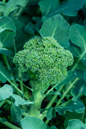 Healthy vegetables growing in garden, young green broccoli cabbage close upの写真素材