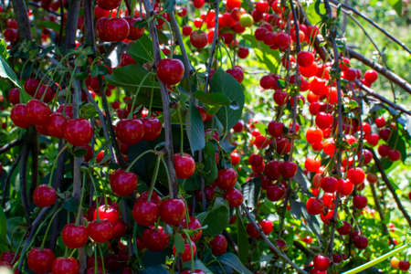New harvest of Prunus cerasus sour cherry, tart or dwarf cherry in, sunny garden with cherry treesの写真素材