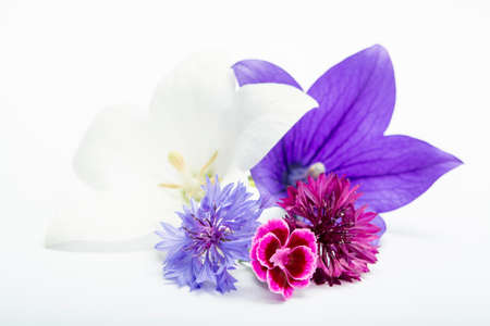 White and purple bell flowers and cornflowers close up, isolated on white background copy spaceの写真素材