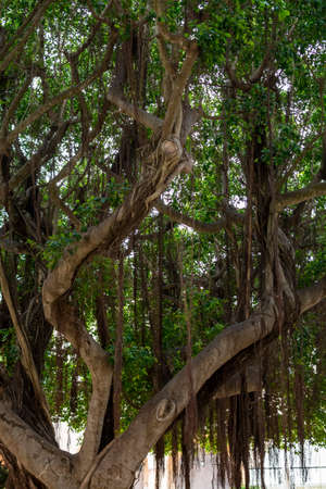 City park in Marsala with old large ficus banyan trees for shadow in summer time, Sicily, Italyの写真素材