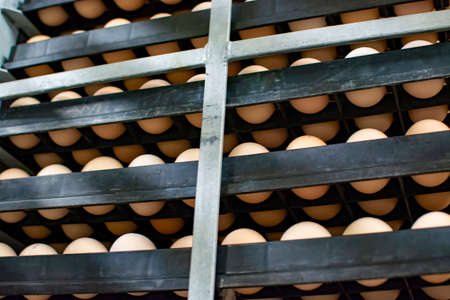 Modern packing, handling and transportation to incubators of high quality organic hatching eggs in...