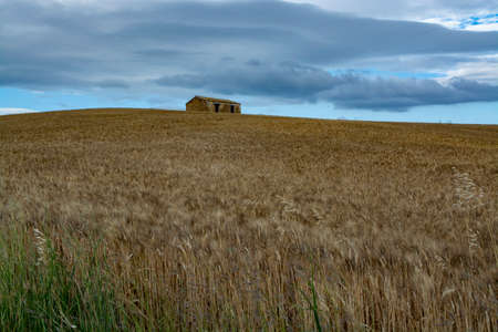 View on golden fields with ripe sicilian durum pasta wheat on sunsetの写真素材