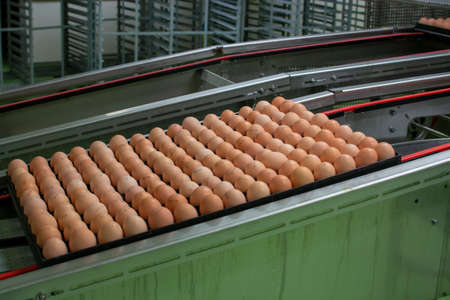 Modern packing, handling and transportation to incubators of high quality organic hatching eggs in...