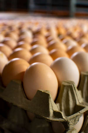 Modern packing, handling and transportation to incubators of high quality organic hatching eggs in...