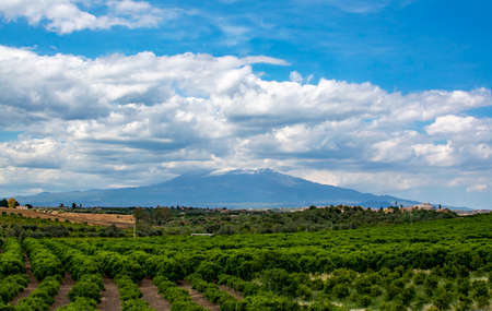 Landscape with orange and lemon trees plantations and view on Mount Etna, Sicily, agriculture in South Italyの写真素材