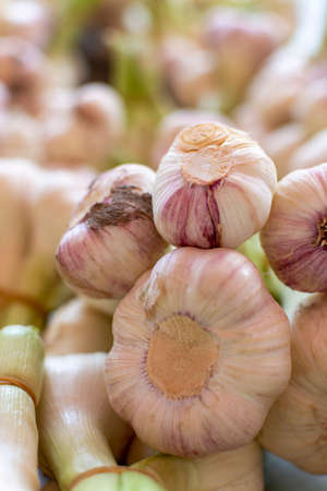 Bulbs of young new fresh garlic on farmer market close upの写真素材