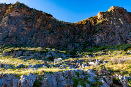 White horse grazing on island rock Monemvasia on sunset, Peloponnese treasures, Greece