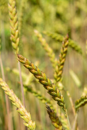Ripe golden wheat spikes on farm field close up