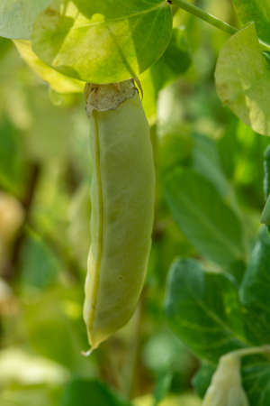 Ripe english garden peas plant, yellow pea pods close upの写真素材