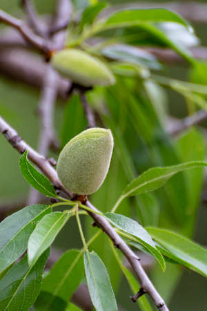 Young green almond nuts riping on almond tree close upの写真素材