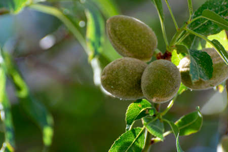 Young green almond nuts riping on almond tree close up