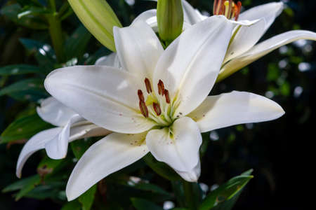White lilium lily flowers, symbol of love and innocence close upの写真素材