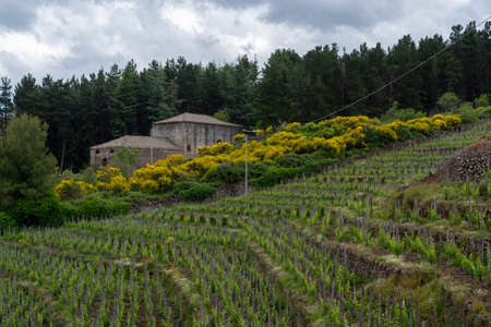 Landscape with green vineyards in Etna volcano region with mineral rich lava soil on Sicily, Italyの写真素材
