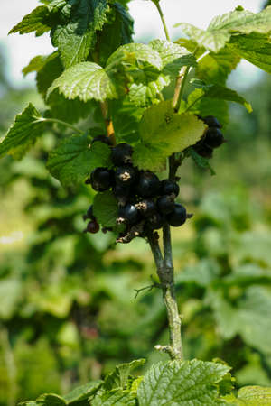 Black currant berries ripening in garden close upの写真素材