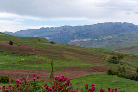 Landscape with colorful blossoming pastures and fields, honey flowers sulla from Sicily, agriculture...