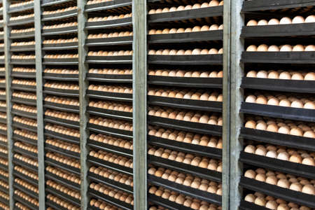 Modern packing, handling and transportation to incubators of high quality organic hatching eggs in...
