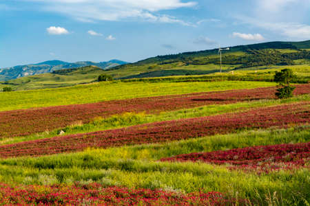 Landscape with colorful blossoming pastures and fields, honey flowers sulla from Sicily, agriculture in South Italyの写真素材