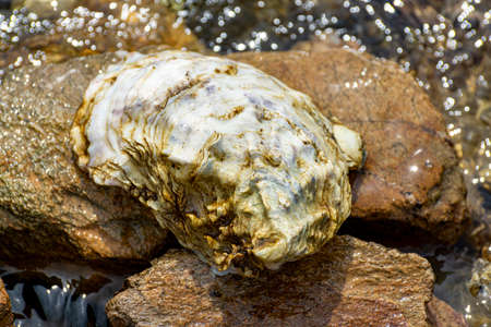 Wild white oysters shells in sea salted water near Goedereede, Zeeland, Netherlandsの写真素材