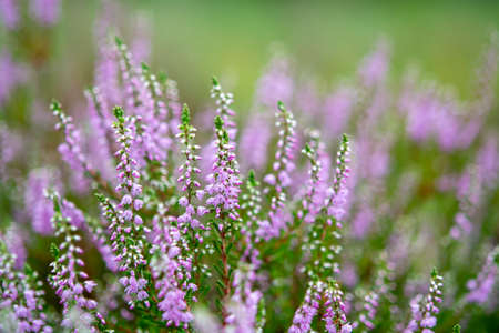 Blossom of heather plant in Kempen forest, Brabant, Netherland, close upの写真素材