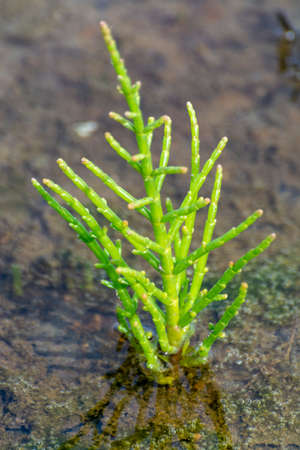 Salicornia edible plants growing in salt marshes, beaches, and mangroves, named also glasswort, pickleweed, picklegrass, marsh samphire, mouse tits, sea beans, samphire greens or sea asparagus.の写真素材