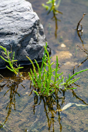 Salicornia edible plants growing in salt marshes, beaches, and mangroves, named also glasswort,...