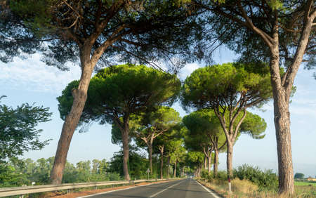 Scenic driving on new via Appia road S7 with high green  mediterranean pine trees connected Rome, Latina and Terracina, Italyの写真素材
