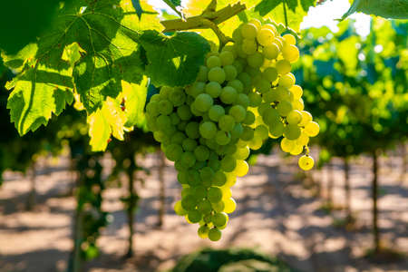 Vineyard with growing white wine grapes in Lazio, Italy, chardonnay and malvasia grapes