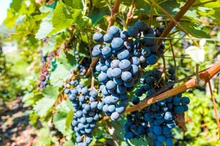 Vineyard with growing red wine grapes, black or purple grapevines in summerの写真素材