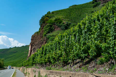 Driving car on famous green terraced vineyards in Mosel river valley, Germany, production of quality red and  white, rieslingの写真素材
