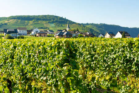 Landscape with famous green terraced vineyards in Mosel river valley, Germany, production of quality white and red wine, rieslingの写真素材