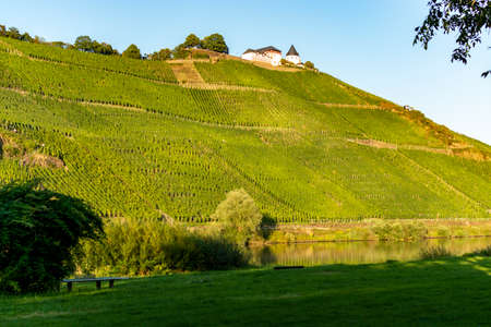 Landscape with famous green terraced vineyards in Mosel river valley, Germany, production of quality white and red wine, rieslingの写真素材