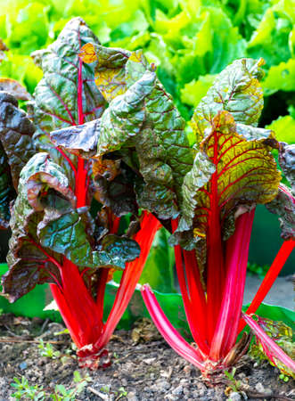 Sour leaf culinair vegetable red rhubarb growing in garden