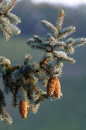 Blue spruce tree with long cones, nature Christmas backgroundの写真素材
