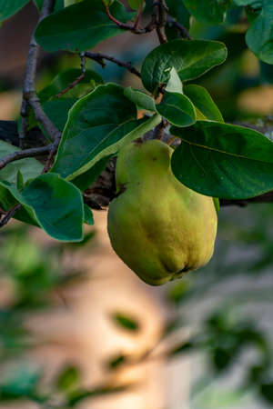 Yellow apple-quince fruits pirening on quince tree in gardenの写真素材