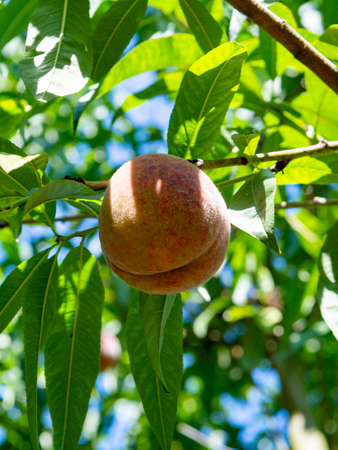 Eco farm with biological orchard, organic peach fruit ripening on tree close upの写真素材