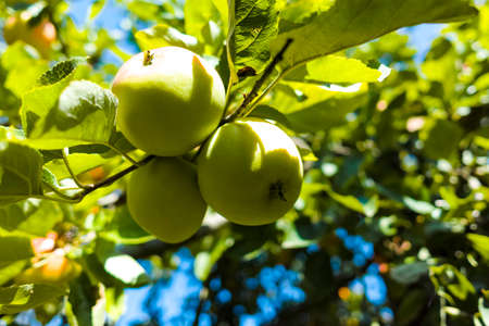 Eco farm with biological orchard, organic apples ripening on apple tree close upの写真素材