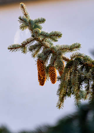 Blue spruce tree with long cones, nature Christmas background