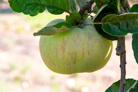 Eco farm with biological orchard, organic apples ripening on apple tree close up