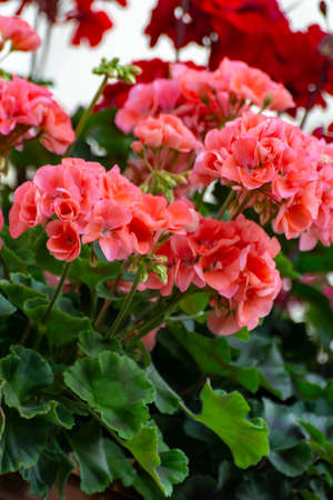 Colorful flowering geranium plants, street and house decoraion close up