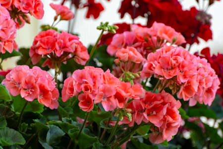 Colorful flowering geranium plants, street and house decoraion close up