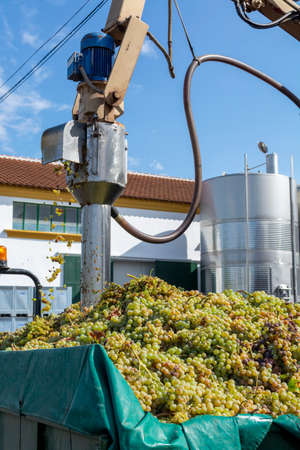 New harvest of ripe white grapes growing in vineyards in Andalusia, Spain, sweet pedro ximenes or muscat, or palomino grapes used for production of jerez, sherry sweet and dry fino wines, sugar checkの写真素材