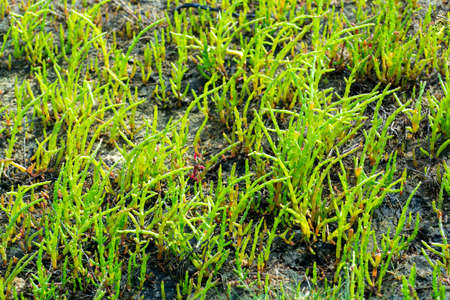 Salicornia edible plants growing in salt marshes, beaches, and mangroves, named also glasswort,...