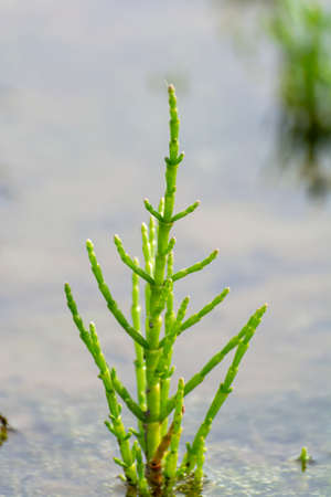 Salicornia edible plants growing in salt marshes