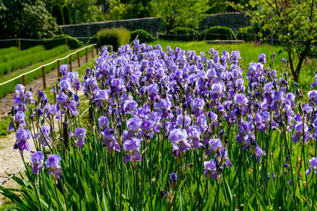 Lilac iris flowers, spring blossom of colorful irises in Provence, South of France, nature...