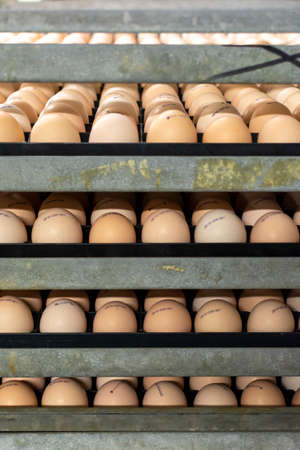 Modern packing, handling and transportation to incubators of high quality organic hatching eggs in...