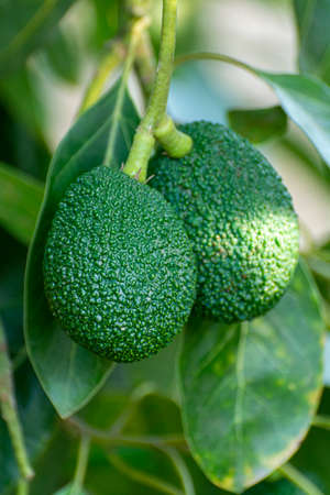 Cultivation on farms of tasty hass avocado trees, organic avocado plantations in Costa Tropical,...