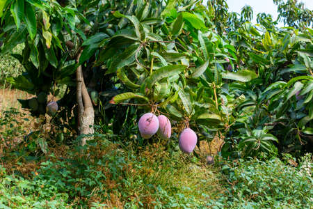 Cultivation of exotic sweet fruit mango in subtropical Malaga-Granada tropical coast region,...